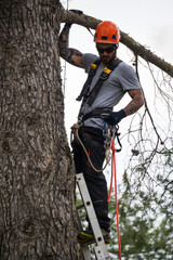 Tree surgeon pruning branches with rope access techniques and ladder