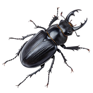  black titanus giganteus  on white background