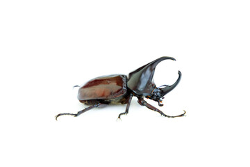 Siamese rhinoceros beetle isolated on white background, Stag beetle, Fighting beetle