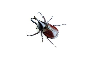 Siamese rhinoceros beetle isolated on white background, Stag beetle, Fighting beetle