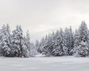 Trees near the frozen lake