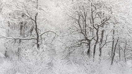 Trees in the snow