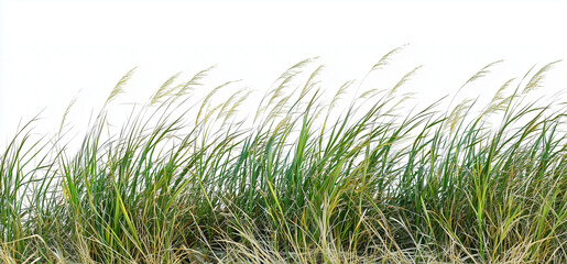 Fototapeta premium Green grass isolated on white background