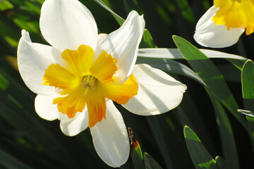 Osterglocke, Spaltkronige-Narzisse
