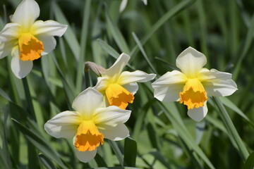 Osterglocke,  Kleinkronige Narzisse