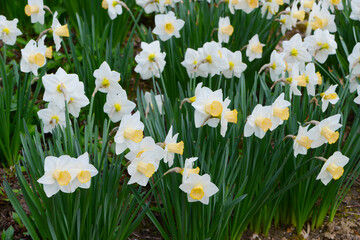 Osterglocke,  Kleinkronige Narzisse