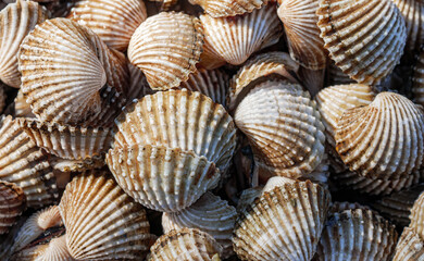 Close up of Cockle shell , abstrac cockling background cockles, fresh food