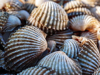 Close up of Cockle shell , abstrac cockling background cockles, fresh food