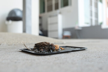 Small bird trapped on a glue trap outside a house, illustrating the unintended consequences of pest control methods.