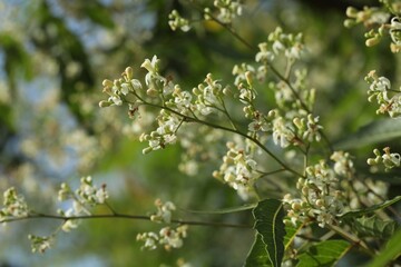 Neem flowers blooming in garden. Selective focus. Nature concept. Azadirachta indica. Margosa. Nim tree. Indian lilac.