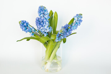 Blue hyacinths on a white background. A bouquet of spring flowers. Romantic floral background. Flat lay, top view.