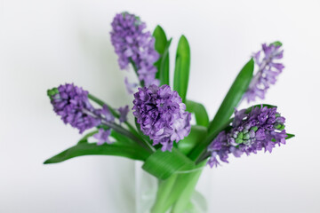 Obraz premium Purple hyacinths on a white background. A bouquet of spring flowers. Romantic floral background. Flat lay, top view.