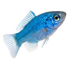 devils hole pupfish on white background