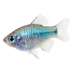 devils hole pupfish on white background