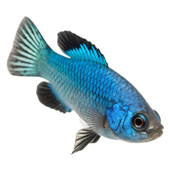 devils hole pupfish on white background