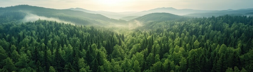 Fototapeta premium ** Aerial View of Lush Green Forest with Rolling Hills and Misty Horizon Under a Soft Morning Light..**