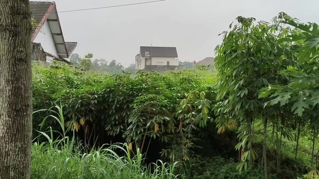 The young shoots on the tops of the trees in the cassava plantation looked green and fresh in the misty morning against the background of several houses visible behind them.