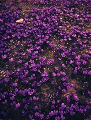 Purple Flowers Field