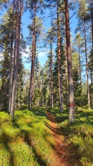 Obraz premium Hiking in the old Spruce Forests in Sweden and sleeping in old charcoal huts in 