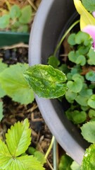 Purple cyclamen, Alpine cyclamen, Sowbread, Cyclamen des Alpes, Pain de pourceau, Marron de cochon - Cyclamen purpurascens - Primulacées, Primulaceae
