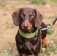 portrait of a chocolate-colored dachshund