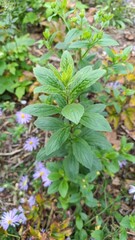 Michaelmas Aster, European Michaelmas daisy, Italian starwort, Marguerite de la Saint-Michel, Aster amelle - Aster amellus - Asteraceae, Astéracées
