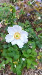 
Japanese anemone, Anémone du Japon hybride - Eriocapitella × hybrida - Ranunculaceae, Renonculacées