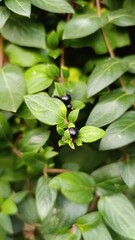 Japanese honeysuckle, Chèvrefeuille du Japon - Lonicera japonica - Caprifoliacées, Caprifoliaceae