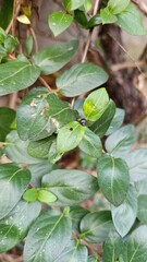 Japanese honeysuckle, Chèvrefeuille du Japon - Lonicera japonica - Caprifoliacées, Caprifoliaceae
