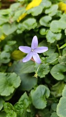 Adriatic bellflower, Gargano Bellflower, Campanule étoilée, Campanule de Gargano - Campanula garganica -  Campanulaceae, Campanulacées 