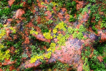Green moss on red granite. Geology. Macro.