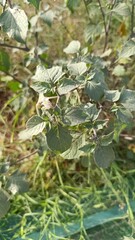 Woolly nightshade, Yellow nightshade, Hairy nightshade, Morelle poilue, Morelle velue, Morelle jaune - Solanum villosum - Solanaceae, Solanacées
