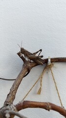 Egyptian grasshopper, Egyptian locust, Criquet égyptien - Anacridium aegyptium - Cyrtacanthacridinae