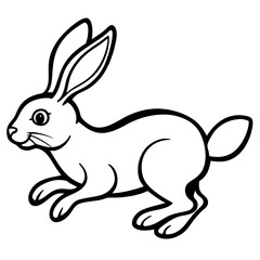 rabbit isolated on white