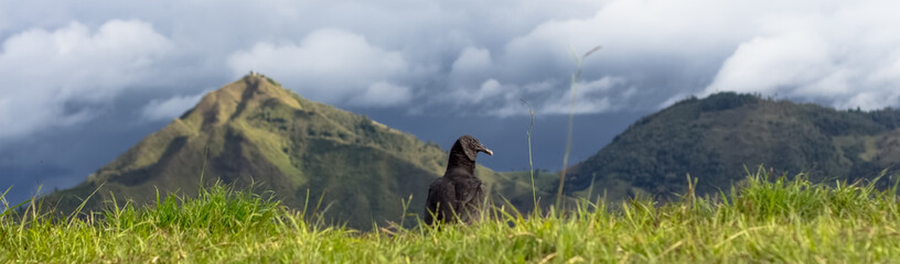 Colombian Andean black vulture in the wild. Andes Mountains. Tierradentro, Inza, Cauca, Colombia.