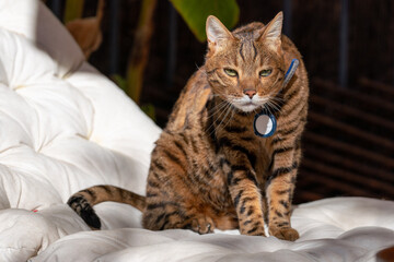 An Adult green-eyed Bengal cat with an alert collar is watching birds sitting on a sun lounger on an outdoor terrace on a sunny warm day. Pet safe and responsible walk with GPS tracker concept.