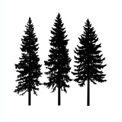 Fototapeta premium Three Tall Evergreen Trees Stand Silhouetted Against White