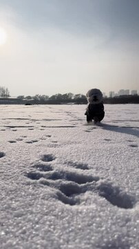 Two small, white Bichon frise puppies wearing a dark, hooded outfit running towards camera across a snowy field, leaving footprints in the fresh snow. The scene captures a winter day