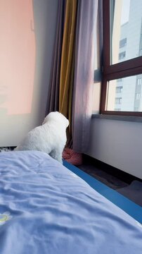 A small, white Bichon frise dog sits on a bed by a window, looking outside with an air of contemplation. The room features a striped orange curtain, suggesting a cozy domestic scene.