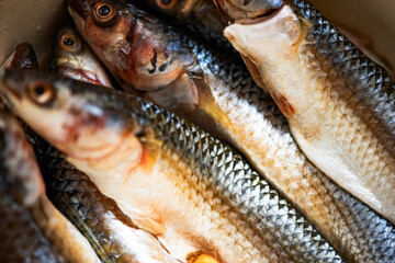 Clean the raw barracuda ready for cooking, close-up shot