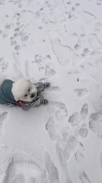 Cute Bichon frise puppy wearing grey outfit playing on snowy surface outside with owner, cute Bichon frise dog 