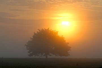 Fototapeta premium Landschaft, Morgenstimmung, Pullinger Moos