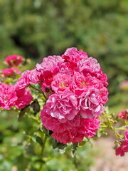 A lot of small pink roses on bush closeup in sunset garden. Pink roses bushes blooming on the road. Beautiful bouquet of roses. Care of garden roses bushes