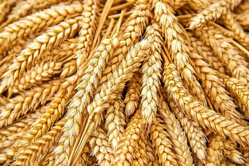 Golden wheat stalks ripe and ready for harvest symbolize abundance and bounty of nature cycle