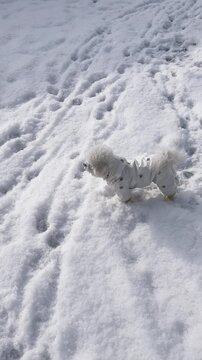 Bichon frise puppies playing outside wearing white outfit with owner, Bichon frise dog enjoying 