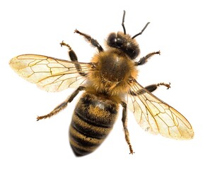 bee or honeybee in Latin Apis Mellifera on white