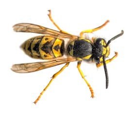 European common wasp German wasp Vespula Vulgaris