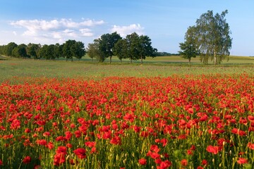 poppies or Common poppy, corn poppy, Papaver Rhoaes
