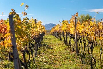 vineyard, autumn in the vineyard yellow coloured