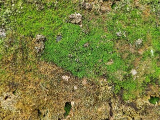 Abstrack green moss texture on old wall background